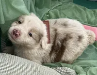 AKC Brody, a male Australian Shepherd for sale in Martin, GA – Photo 6 of 10