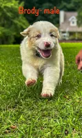 AKC Brody, a male Australian Shepherd for sale in Martin, GA – Photo 1 of 10