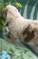 AKC Brody, a male Australian Shepherd for sale in Martin, GA – Photo 9 of 10