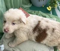 AKC Brody, a male Australian Shepherd for sale in Martin, GA – Photo 3 of 10