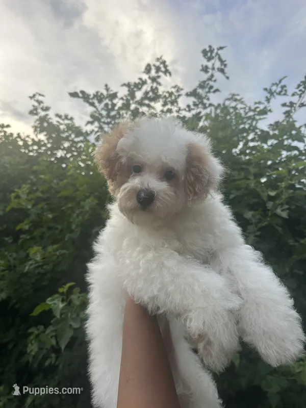 Pongo – Poodle - Miniature  puppy for sale in Park Forest, IL