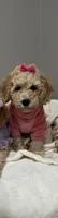 Blossom , a female Poodle - Miniature  for sale in Park Forest, IL – Photo 2 of 5