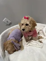 Blossom , a female Poodle - Miniature  for sale in Park Forest, IL – Photo 4 of 5