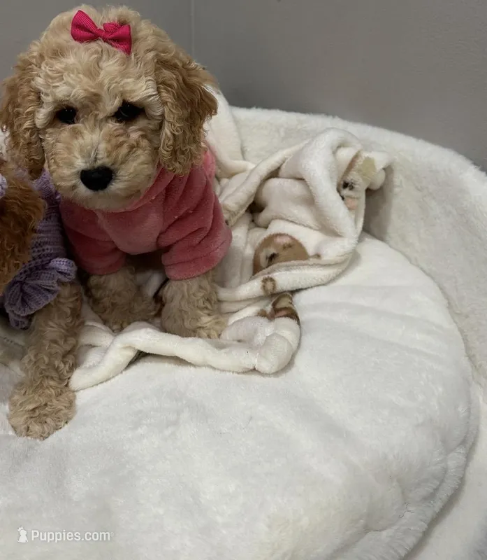 Blossom , a female Poodle - Miniature  for sale in Park Forest, IL – Photo 1 of 5