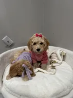 Blossom , a female Poodle - Miniature  for sale in Park Forest, IL – Photo 3 of 5