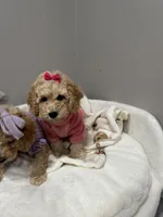 Blossom , a female Poodle - Miniature  for sale in Park Forest, IL – Photo 5 of 5