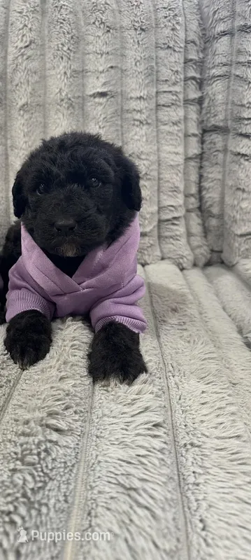 Airedoodle female  – Airedale Terrier, Poodle - Standard  puppy for sale in Park Forest, IL