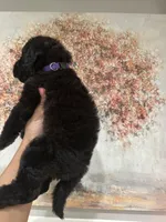 Airedoodle female , a male Airedale Terrier and Poodle - Standard  for sale in Park Forest, IL – Photo 2 of 5