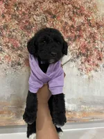Airedoodle female , a male Airedale Terrier and Poodle - Standard  for sale in Park Forest, IL – Photo 4 of 5
