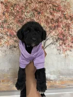 Airedoodle female , a male Airedale Terrier and Poodle - Standard  for sale in Park Forest, IL – Photo 5 of 5