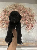 Airedoodle female , a male Airedale Terrier and Poodle - Standard  for sale in Park Forest, IL – Photo 3 of 5