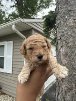 Scooby , a male Poodle - Toy  for sale in Park Forest, IL – 4 of 5