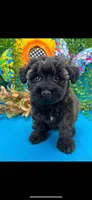 Toy schnauzer , a female Miniature Schnauzer for sale in Park Forest, IL – 4 of 8