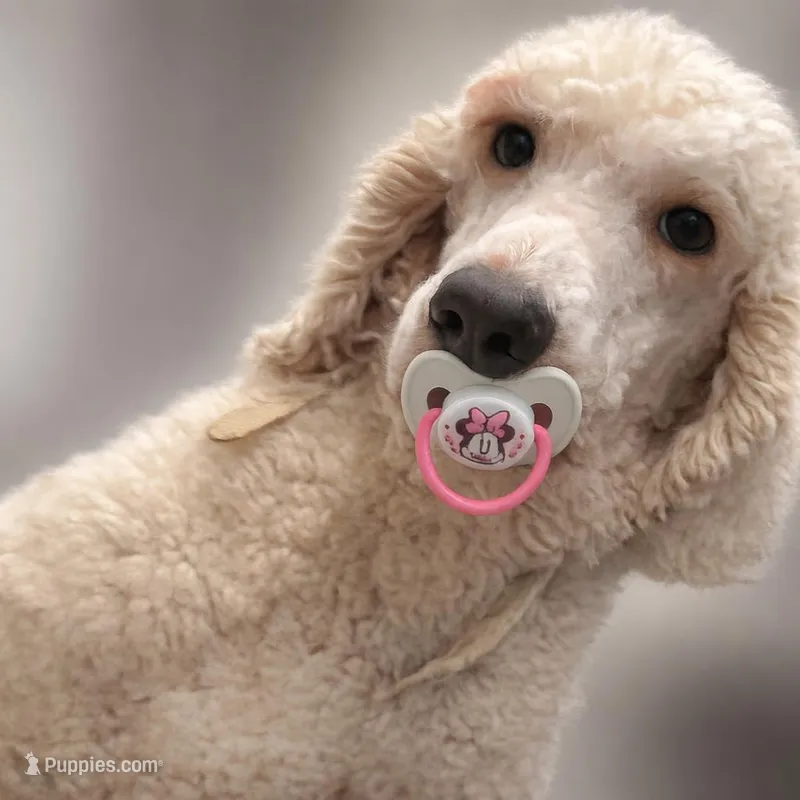 Adult male standard poodle  – Poodle - Standard  puppy for sale in Park Forest, IL