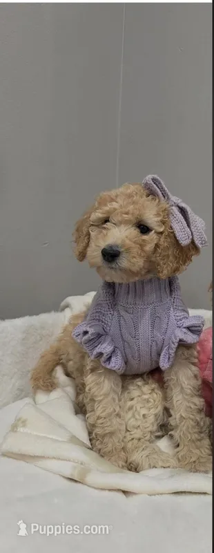 Bubbles – Poodle - Miniature  puppy for sale in Park Forest, IL
