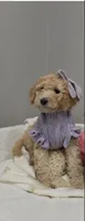 Bubbles, a female Poodle - Miniature  for sale in Park Forest, IL – 1 of 2
