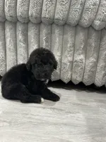 Airedoodle male , a male Airedale Terrier and Poodle - Standard  for sale in Park Forest, IL – Photo 8 of 8