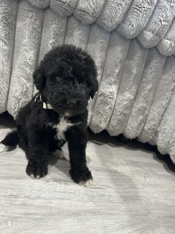 Airedoodle male  – Airedale Terrier, Poodle - Standard  puppy for sale in Park Forest, IL