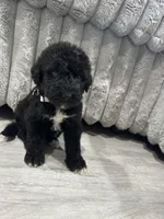 Airedoodle male , a male Airedale Terrier and Poodle - Standard  for sale in Park Forest, IL – Photo 1 of 8