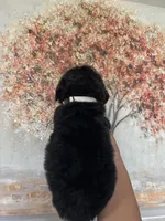 Airedoodle male , a male Airedale Terrier and Poodle - Standard  for sale in Park Forest, IL – Photo 6 of 8