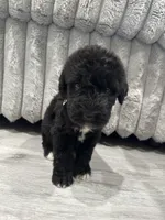 Airedoodle male , a male Airedale Terrier and Poodle - Standard  for sale in Park Forest, IL – Photo 4 of 8