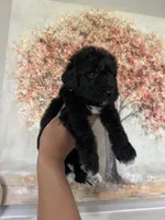 Airedoodle male , a male Airedale Terrier and Poodle - Standard  for sale in Park Forest, IL – Photo 5 of 8