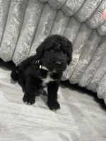 Airedoodle male , a male Airedale Terrier and Poodle - Standard  for sale in Park Forest, IL – Photo 3 of 8
