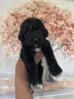 Airedoodle male , a male Airedale Terrier and Poodle - Standard  for sale in Park Forest, IL – Photo 7 of 8