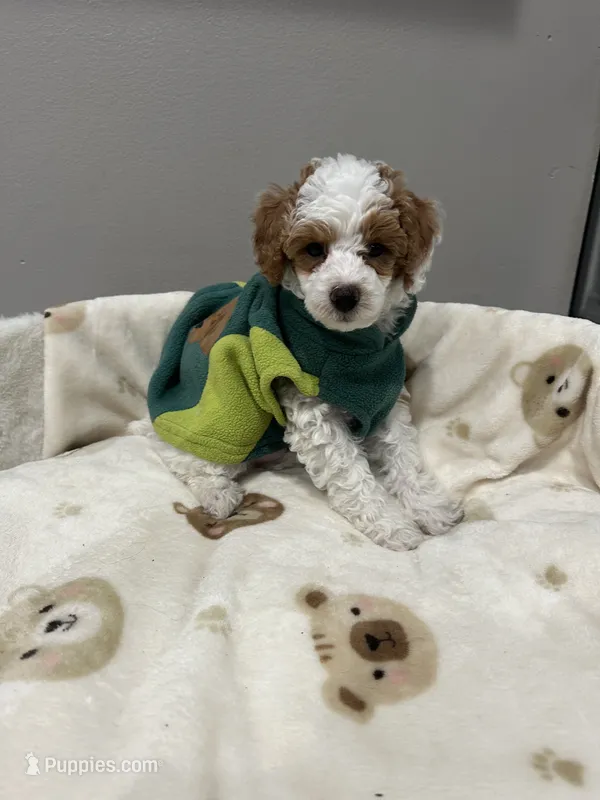 Patch – Poodle - Miniature  puppy for sale in Park Forest, IL