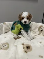 Patch, a male Poodle - Miniature  for sale in Park Forest, IL – 1 of 3