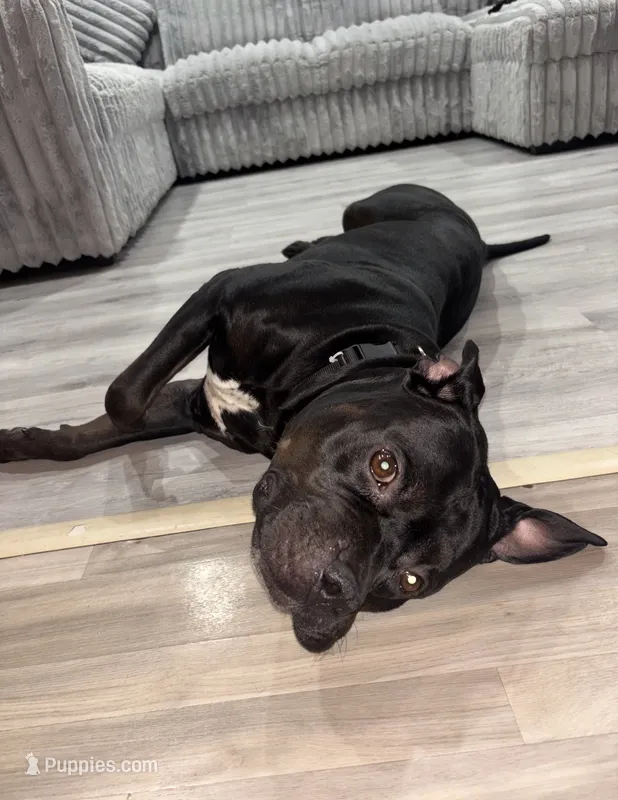 Gideon  – American Staffordshire Terrier puppy for sale in Park Forest, IL