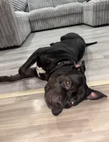 Gideon , a male American Staffordshire Terrier for sale in Park Forest, IL – 1 of 5