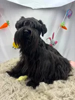 Toy schnauzer , a female Miniature Schnauzer for sale in Park Forest, IL – 7 of 8