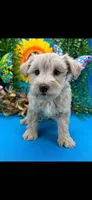 Toy schnauzer , a female Miniature Schnauzer for sale in Park Forest, IL – 6 of 8