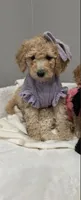 Bubbles, a female Poodle - Miniature  for sale in Park Forest, IL – 2 of 2