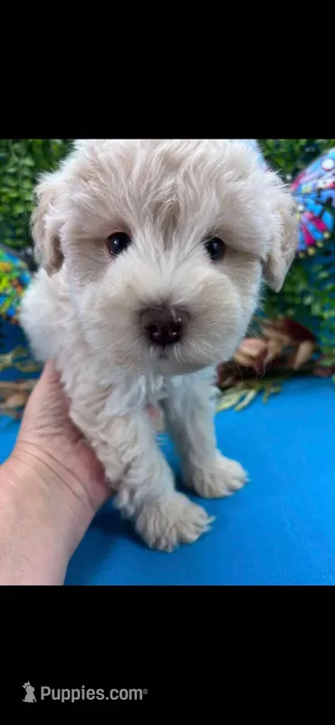 Toy schnauzer  – Miniature Schnauzer puppy for sale in Park Forest, IL