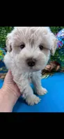 Toy schnauzer , a female Miniature Schnauzer for sale in Park Forest, IL – 1 of 8