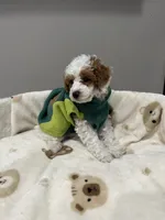 Patch, a male Poodle - Miniature  for sale in Park Forest, IL – 2 of 3