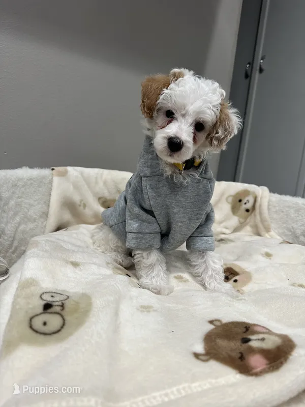 Pongo – Poodle - Miniature  puppy for sale in Park Forest, IL