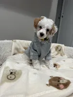 Pongo, a male Poodle - Miniature  for sale in Park Forest, IL – 1 of 4