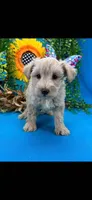 Toy schnauzer , a female Miniature Schnauzer for sale in Park Forest, IL – 8 of 8
