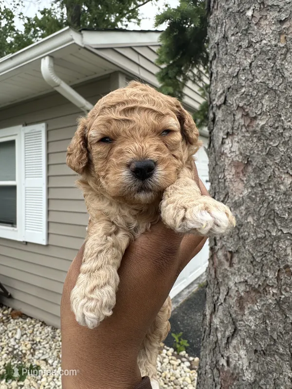 Scooby  – Poodle - Toy  puppy for sale in Park Forest, IL