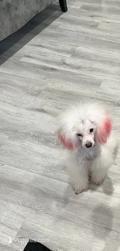Buttons – Poodle - Toy  puppy for sale in Park Forest, IL