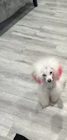 Buttons, a male Poodle - Toy  for sale in Park Forest, IL – 1 of 4