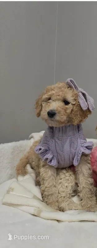 Bubbles , a female Poodle - Miniature  for sale in Park Forest, IL – Photo 1 of 3