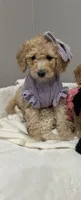 Bubbles , a female Poodle - Miniature  for sale in Park Forest, IL – Photo 2 of 3