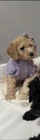 Bubbles , a female Poodle - Miniature  for sale in Park Forest, IL – Photo 3 of 3