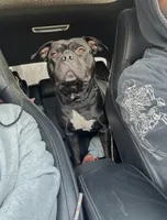 Gideon , a male American Staffordshire Terrier for sale in Park Forest, IL – 3 of 5