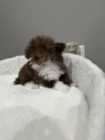Toy poodle male , a male Poodle - Toy  for sale in Park Forest, IL – Photo 1 of 4