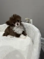 Toy poodle male , a male Poodle - Toy  for sale in Park Forest, IL – Photo 3 of 4